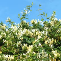 japanese honeysuckle vine