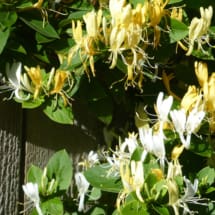japanese-honeysuckle-flowers