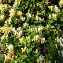 japanese honeysuckle