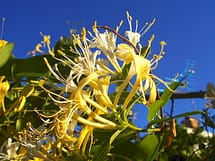 japanese honeysuckle flower