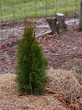 thuja occidentalis emerald green for sale