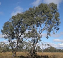 Eucalyptus Coolibah Trees
