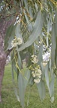 Eucalyptus Coolibah Flowers and Leaves