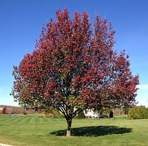 Bradford Pear, Fall color, 