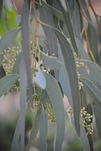 Coolibah Eucalyptus Seeds