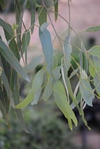Coolibah Eucalyptus Leaves