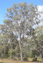 Eucalyptus Coolibah Tree