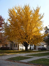 Ginkgo Tree Fall Color