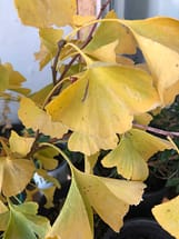 Ginkgo Fall Color Leaves