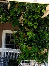 wisteria climbing up a trellis
