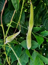 wisteria seed pods