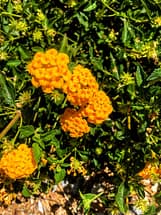 Orange Lantana Flower