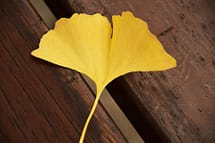 Ginkgo Leaf yellow