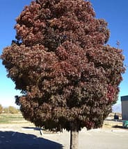 raywood ash tree fall color