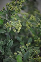 Unripe Pyracantha Berries