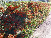 Pyracantha Hedge Red Berries