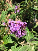 Purple Butterfly Bush Flower