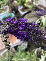 Deep Purple Butterfly Bush Flower