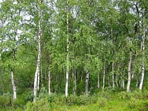 European White Birch Tree Grove