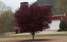 Purple Leaf Plum Tree