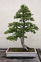 Chinese Elm Ulmus Parvifolia Bonsai Tree