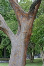 Chinese Elm Tree Bark