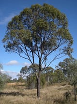 Eucalyptus Coolabah