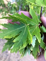 Silver Maple Tree Leaves