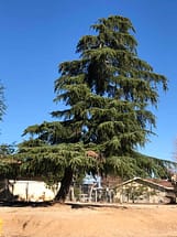 Large Deodar Cedar Tree