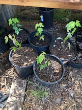 1 gallon Silver Maple Tree Seedlings