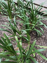 Lily of the Nile agapanthus leaves