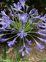 Lily of the nile agapanthus flowers