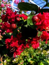 red crape myrtle flowers red dynamite
