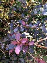 Barberry Leaves