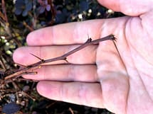 Barberry Thorns