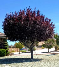 Purple leaf plum tree planted in a landscape