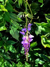hanging purple wisteria flower