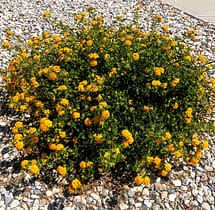 Orange Lantana Flowers