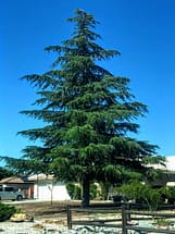 High Desert Deodar Cedar