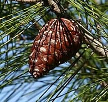 Eldarica Pine Cone