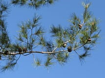 Pinus Eldarica Needle Foliage