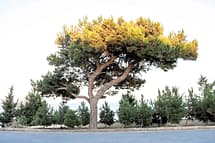 Eldarica Pine Tree