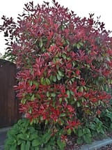 Red Tipped Photinia