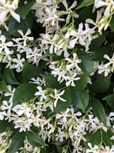 Star Jasmine Flowers