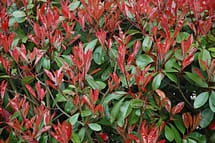Photinia Red Foliage