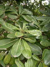 Pittosporum Plant Leaves