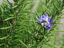 Tuscan Blue Rosemary Flower