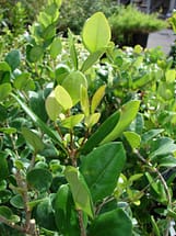 Waxleaf Privet - Ligustrum Japonicum Leaves