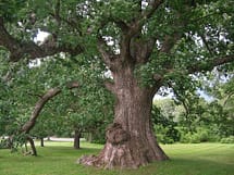 large trunk mature white oak