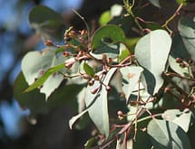 Silver Dollar Gum Eucalyptus seeds and foliage